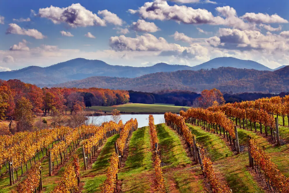 Autumn vineyard with colorful grapevines and mountain views.