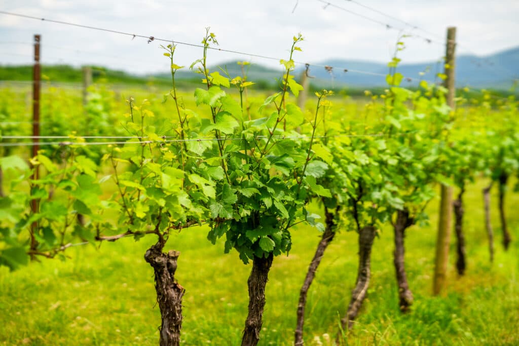 vines in vineyard.