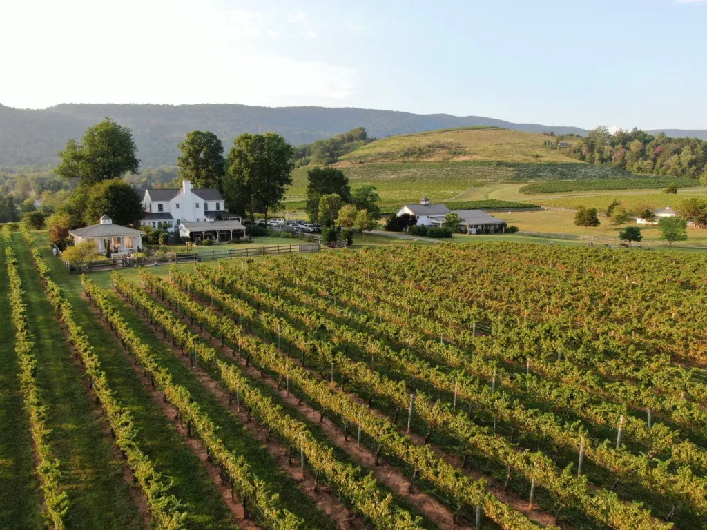 Vineyard in front of a farmhouse.