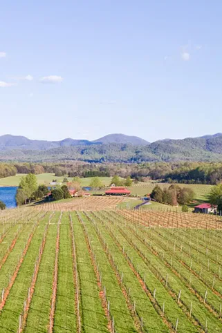 View of a vineyard.