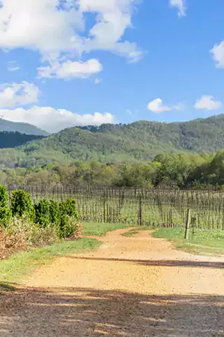 Vineyard path leads to lush green hills.