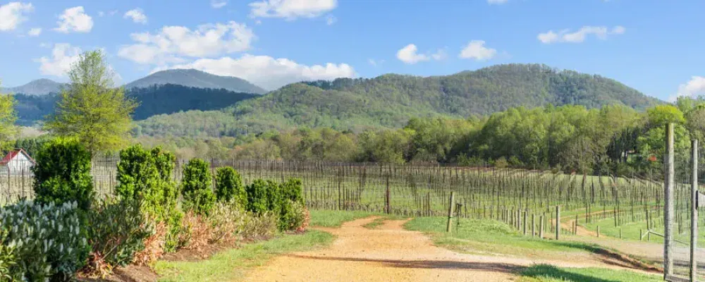 road in vineyard