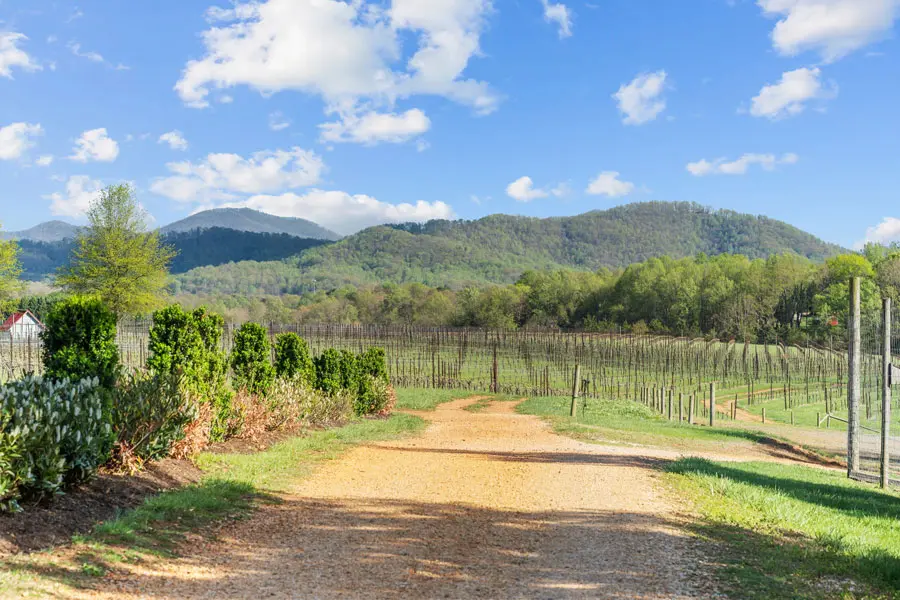road in vineyard