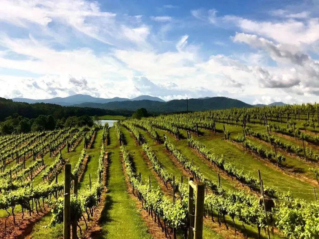 Grapevines in a vineyard, mountains in the background