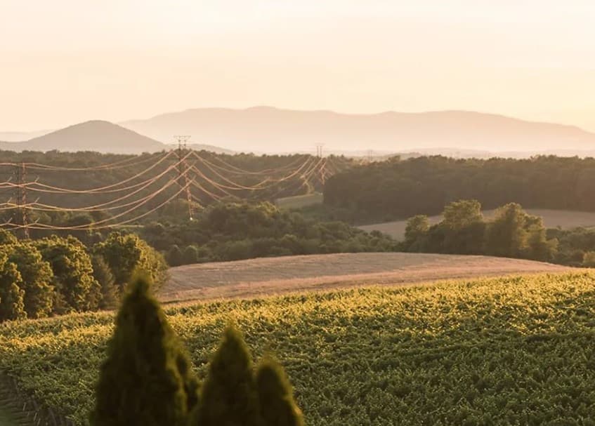 Vineyard with a mountain view in the background.