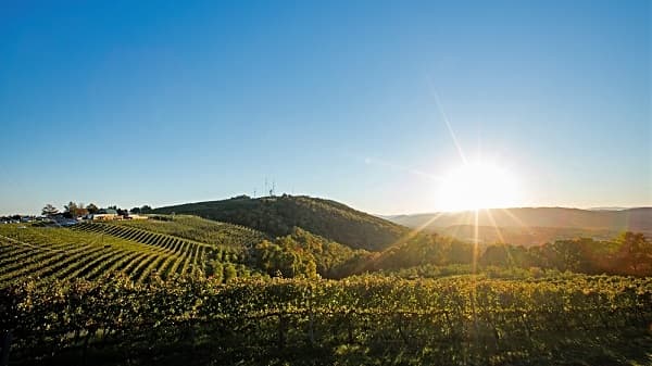 Orchard sunset.