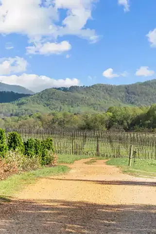 Vineyard path leads to lush green hills.