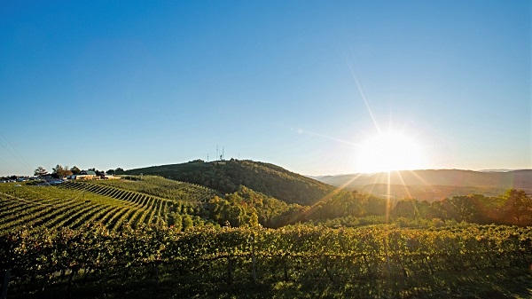Orchard sunset.