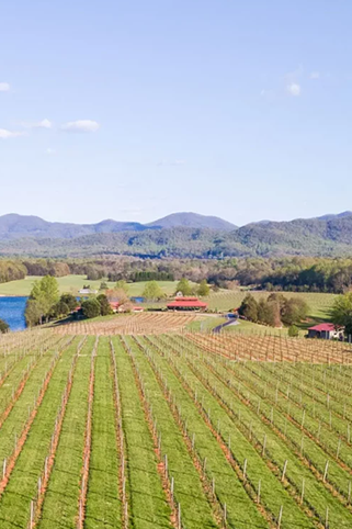View of a vineyard.
